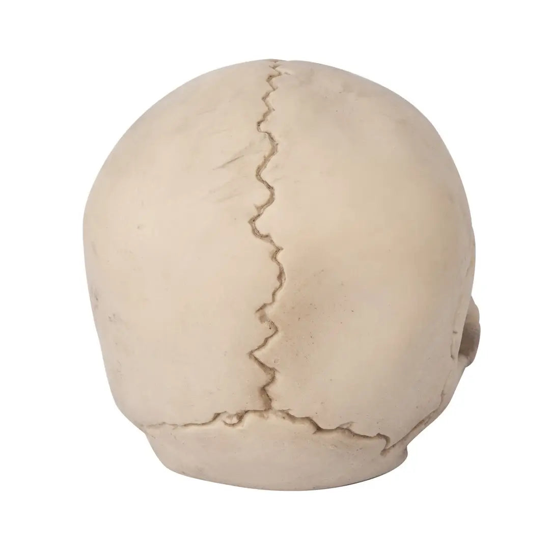 Radioactieve schedel - (14cm)