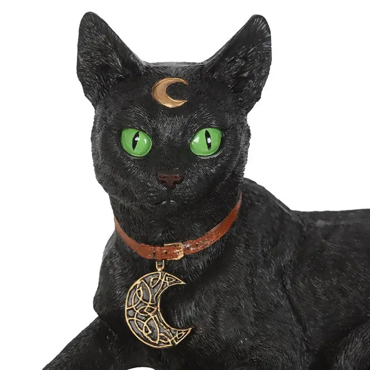 Laying Black Cat