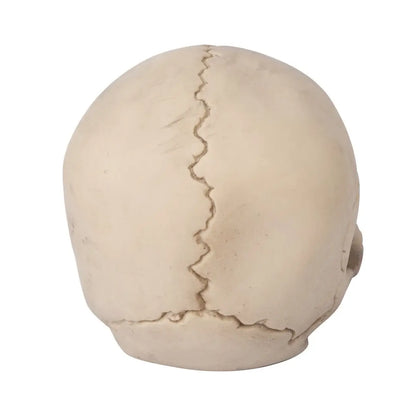 Radioactieve schedel - (14cm)