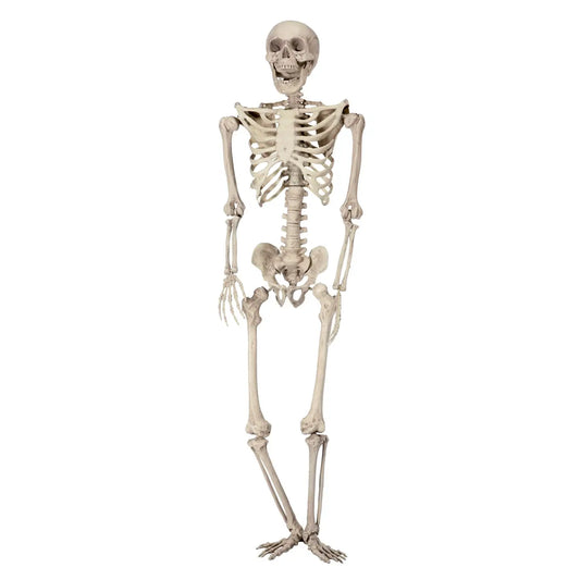 Gepersonaliseerd Skelet (165cm)